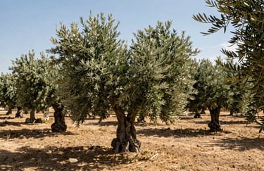 A wide shot of a sun-drenched olive grove in Jaén, Spain, showing the silver-green leaves under a bright Mediterranean sky.