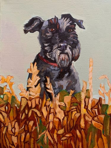 Schnauzer pet portrait