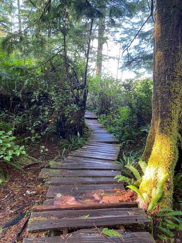 A weathered wooden plank boardwalk winds through a lush, green temperate rainforest with mossy trees.