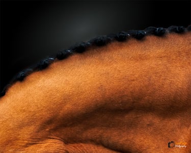 photo encolure cheval