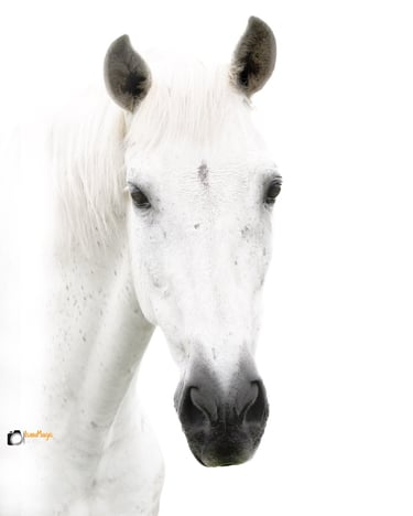 portrait equin par isawmagic en belgique