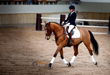 photographie concour de dressage cheval