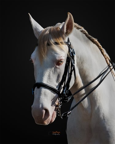 portrait equin par isawmagic en belgique