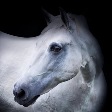 portrait equin par isawmagic en belgique