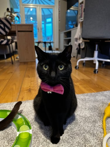 Black cat with pink bow tie