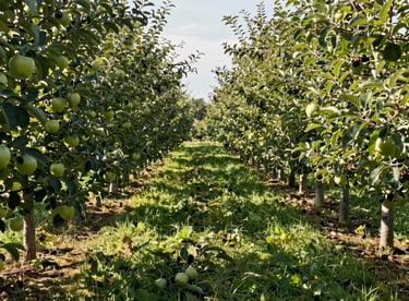 Wide shot of a lush apple orchard with sunlight filtering through the leaves, showcasing natural purity and Sage Green tones.