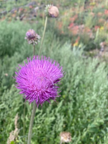 Awareness in Health & Medicine logo