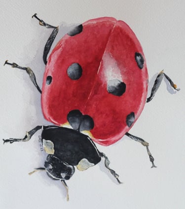 Watercolor of a ladybug