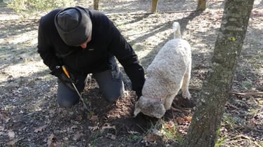 La recherche de truffe non loin du mas de l'Enclos du Soleil le Vent est une spécialité régionale