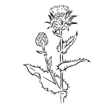 Whimsy Thistle Florist logo