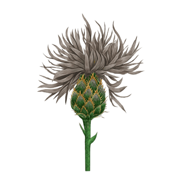 Whimsy Thistle Florist logo