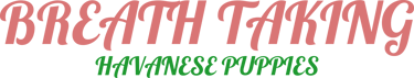 Havanese Puppies for sale logo