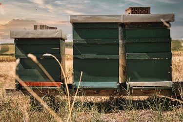 3 Bienenstöcke im Leithagebirge