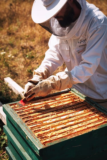 Imker Simon Tötschinger beim öffnen von einem Bienenstock