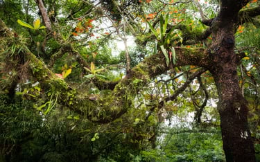 albero di avocado nel parco archeologico di Palenque in Messico