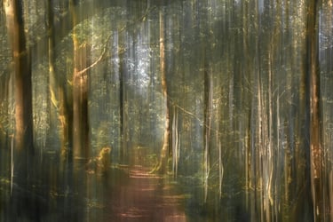 Abstract woodland photo with Autumn colours taken at Longshore Estate in the Peak District