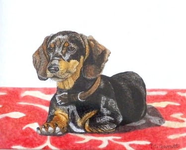 Miniature Dachshund painting by Mandy Garratt