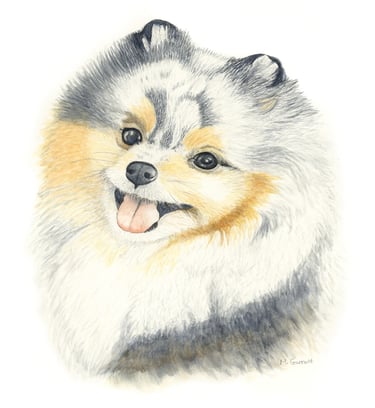 Painting of Pomeranian dog in watercolours