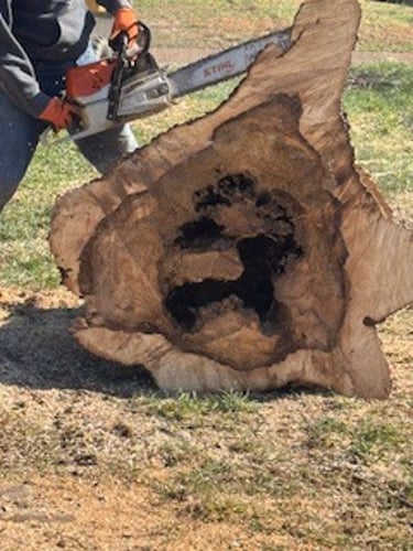 Websters Tree Service logo