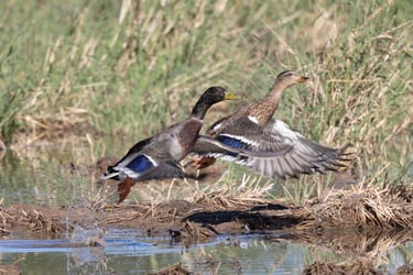 Mallards