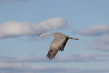 Sandhill Crane