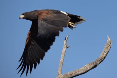 Harris' Hawk