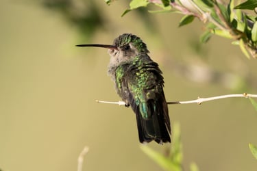 Broad-billed humming bird, all puffed up in the morning sun.