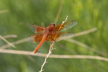 While not a bird, I do like dragonflies, especially these Flame Skimmers.
