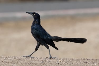 This Great-tailed Grackle was strutting his stuff, seemed appropriate for the species.