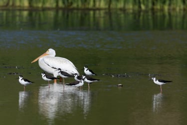 Can you find the American White Pelican hiding among the Black-necked Stilts?