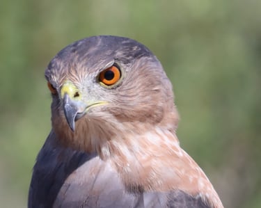 Cooper's Hawk (this bird made me a birder)