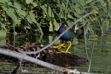 Purple Gallinules are very rare visitors to Tucson.  This year we had THREE!