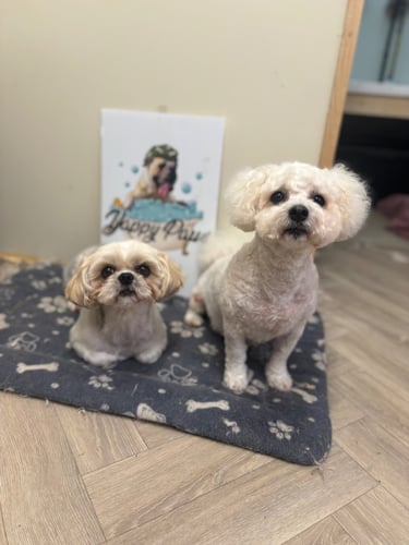 eye-level shot of two small groomed dogs sitting side-by-side looking up at the camera