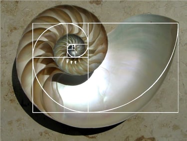 Sección transversal de una concha de nautilo y la geometría de espiral de la proporción áurea