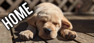 Cory Code Retrievers logo