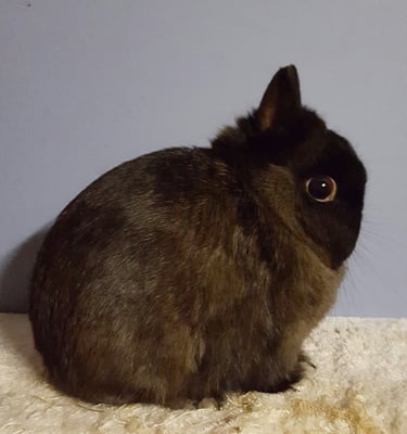 Dwarf rabbits and mini lops logo