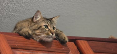 comportement du chat