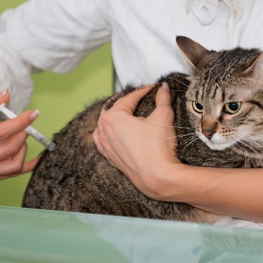 Soins coopératifs chat