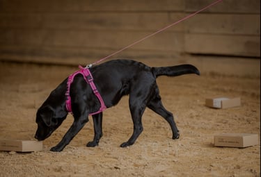 chien en recherche d'odeur lors d'un atelier détection sportive Flair Play 49