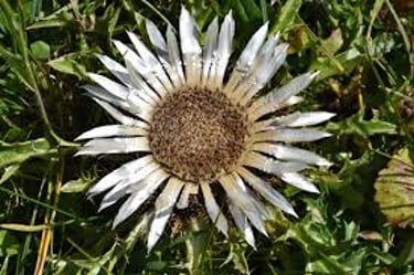 Ferienhaus und FeWo-Vermietung logo