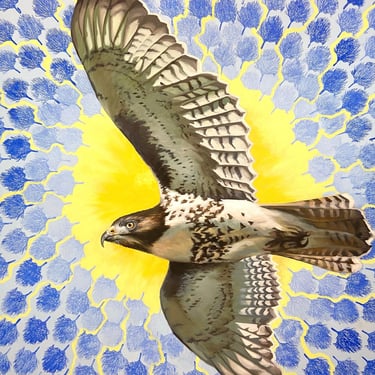 Buteo jamaicensis (Available) 