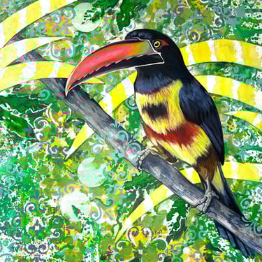 Pteroglossus frantzii (Available)