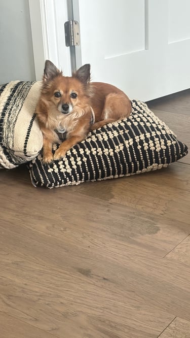 dog sitting in leawood
