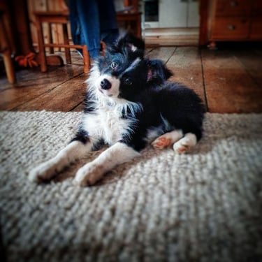 Niedlicher schwarz-weißer Border-Collie-Welpe liegt auf einem rustikalen Teppich im Haus