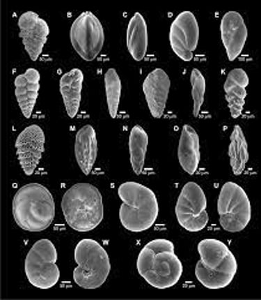 FORAMINIFERA - MICROFOSSIL SLIDES - STORAGE SLIDES logo