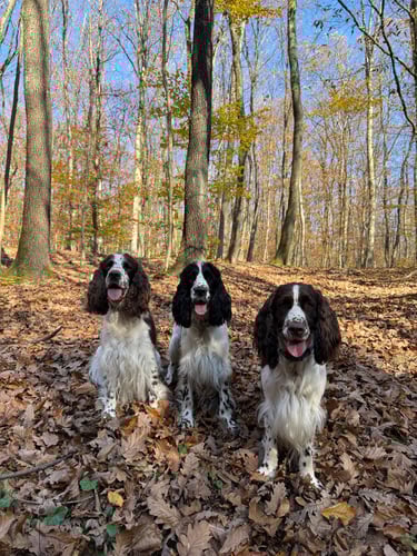 Three English Springer Spaniel dogs sitting on fallen autumn leaves in a sunlit forest.