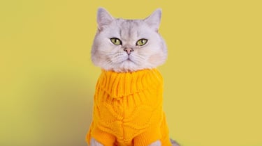 Gatita con sweater amarillo