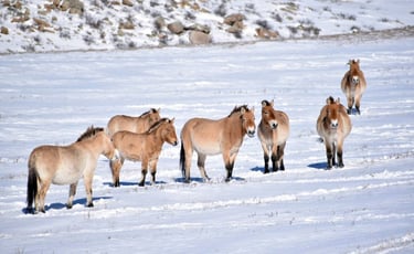 Wild horses roaming the steppe in the cold Mongolian winter.