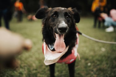 Dog Day Out | Pet Sitting Blog