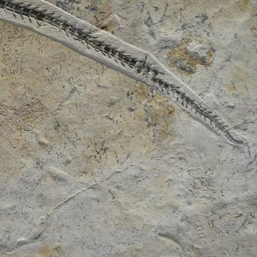 Schwanz des Pleurosaurus im Detail auf Kalksteinplatte aus Solnhofen